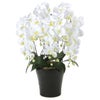 光の楽園(2024年版)　クイーン胡蝶蘭５本立　W　品番：654A150　高さ：75cm　【アートクリエイション】1