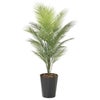 光の楽園(2024年版)　パームツリー　(ポリ製)　品番：2238A200　高さ：130cm　【アートクリエイション】1