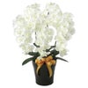 光の楽園(2024年版)　プレミアム胡蝶蘭5本立W　品番：651K200　高さ：75cm　【アートクリエイション】1