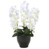 光の楽園(2024年版)　胡蝶蘭セリースW　品番：20K120　高さ：65cm　【アートクリエイション】1