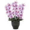 光の楽園(2024年版)　胡蝶蘭セリースL　品番：21K120　高さ：66cm　【アートクリエイション】1