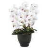 光の楽園(2024年版)　胡蝶蘭セリースW/AB　品番：22K120　高さ：66cm　【アートクリエイション】1