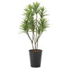 光の楽園(2024年版)　フレッシュドラセナ　品番：2018K225　高さ：120cm　【アートクリエイション】1